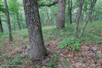 Roble montano de los Apalaches centrales - Bosque de nogal americano (tipo ácido) - CEGL008516 Roble montano de los Apalaches centrales - Bosque de nogal americano (tipo ácido) - CEGL008516