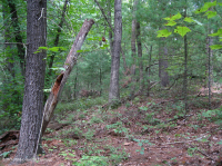 Piase Central / Piamonte Piamont, Piamont, Piano blanco - Bosque de robles - CEGL008539 Piase Central / Piamonte Piamont, Piamont, Piano blanco - Bosque de robles - CEGL008539