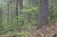 Piase Central / Piamonte Piamont, Piamont, Piano blanco - Bosque de robles - CEGL008539 Piase Central / Piamonte Piamont, Piamont, Piano blanco - Bosque de robles - CEGL008539