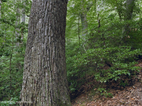 Llanura costera septentrional / Roble piamonte - Haya / Bosque de brezo - CEGL006919 Llanura costera septentrional / Roble piamonte - Haya / Bosque de brezo - CEGL006919