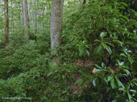 Llanura costera septentrional / Roble piamonte - Haya / Bosque de brezo - CEGL006919 Llanura costera septentrional / Roble piamonte - Haya / Bosque de brezo - CEGL006919