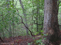Llanura costera septentrional / Roble piamonte - Haya / Bosque de brezo - CEGL006919 Llanura costera septentrional / Roble piamonte - Haya / Bosque de brezo - CEGL006919