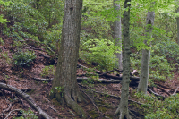 Llanura costera septentrional / Roble piamonte - Haya / Bosque de brezo - CEGL006919 Llanura costera septentrional / Roble piamonte - Haya / Bosque de brezo - CEGL006919
