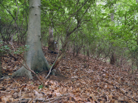 Llanura costera septentrional / Roble piamonte - Haya / Bosque de brezo - CEGL006919 Llanura costera septentrional / Roble piamonte - Haya / Bosque de brezo - CEGL006919