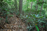 Llanura costera septentrional / Roble piamonte - Haya / Bosque de brezo - CEGL006919 Llanura costera septentrional / Roble piamonte - Haya / Bosque de brezo - CEGL006919
