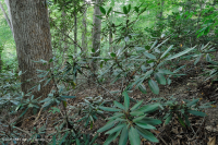 Llanura costera septentrional / Roble piamonte - Haya / Bosque de brezo - CEGL006919 Llanura costera septentrional / Roble piamonte - Haya / Bosque de brezo - CEGL006919