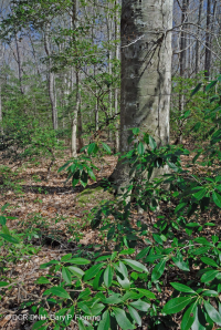 Llanura costera septentrional / Roble piamonte - Haya / Bosque de brezo - CEGL006919 Llanura costera septentrional / Roble piamonte - Haya / Bosque de brezo - CEGL006919