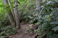 Llanura costera septentrional / Roble piamonte - Haya / Bosque de brezo - CEGL006919 Llanura costera septentrional / Roble piamonte - Haya / Bosque de brezo - CEGL006919