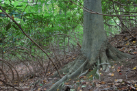 Llanura costera septentrional / Roble piamonte - Haya / Bosque de brezo - CEGL006919 Llanura costera septentrional / Roble piamonte - Haya / Bosque de brezo - CEGL006919