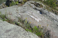 Afloramiento ribereño del desfiladero del Potomac - CEGL006491 Afloramiento ribereño del desfiladero del Potomac - CEGL006491