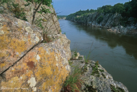 Afloramiento ribereño del desfiladero del Potomac - CEGL006491 Afloramiento ribereño del desfiladero del Potomac - CEGL006491