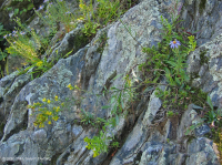 Afloramiento ribereño del desfiladero del Potomac - CEGL006491 Afloramiento ribereño del desfiladero del Potomac - CEGL006491