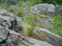 Afloramiento ribereño del desfiladero del Potomac - CEGL006491 Afloramiento ribereño del desfiladero del Potomac - CEGL006491
