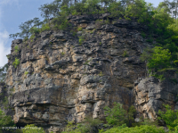 Acantilado de arenisca xérica de las montañas Cumberland - CEGL004392 Acantilado de arenisca xérica de las montañas Cumberland - CEGL004392