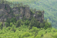 Acantilado de arenisca xérica de las montañas Cumberland - CEGL004392 Acantilado de arenisca xérica de las montañas Cumberland - CEGL004392