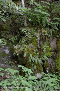 Acantilado calcáreo mésico del sur de los Apalaches - CEGL008435 Acantilado calcáreo mésico del sur de los Apalaches - CEGL008435