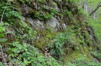 Piamonte / Apalaches centrales Máfico / Acantilado calcáreo - CEGL006479 Piamonte / Apalaches centrales Máfico / Acantilado calcáreo - CEGL006479