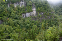 Bosque de acantilados de cedro blanco del norte - CEGL002596 Bosque de acantilados de cedro blanco del norte - CEGL002596