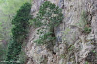 Bosque de acantilados de cedro blanco del norte - CEGL002596 Bosque de acantilados de cedro blanco del norte - CEGL002596