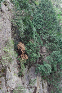 Bosque de acantilados de cedro blanco del norte - CEGL002596 Bosque de acantilados de cedro blanco del norte - CEGL002596