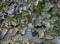 Montaña / Piamonte Mesic Acantilado No Vascular – CEGL004387 Montaña / Piamonte Mesic Acantilado No Vascular – CEGL004387