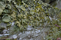 Acantilado no vascular mésico de montaña/pie de monte - CEGL004387 Acantilado no vascular mésico de montaña/pie de monte - CEGL004387