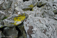 Acantilado no vascular máfico de los Apalaches centrales / Boulderfield - CEGL004143 Acantilado no vascular máfico de los Apalaches centrales / Boulderfield - CEGL004143