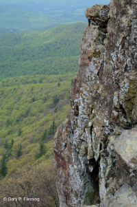 Acantilado no vascular máfico de los Apalaches centrales / Boulderfield - CEGL004143 Acantilado no vascular máfico de los Apalaches centrales / Boulderfield - CEGL004143