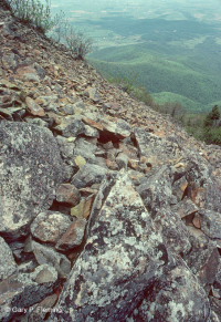 Acantilado no vascular máfico de los Apalaches centrales / Boulderfield - CEGL004143 Acantilado no vascular máfico de los Apalaches centrales / Boulderfield - CEGL004143