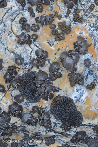 Campo de rocas ácidas no vasculares de alta elevación de los Apalaches centrales - CEGL004389 Campo de rocas ácidas no vasculares de alta elevación de los Apalaches centrales - CEGL004389