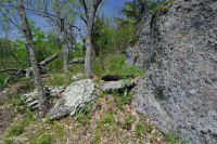 Fresno básico de los Apalaches centrales - Bosque de nogal americano - CEGL003683 Fresno básico de los Apalaches centrales - Bosque de nogal americano - CEGL003683