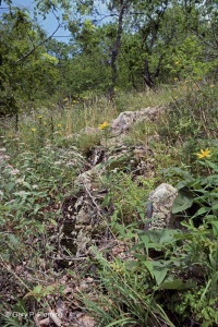 Fresno básico de los Apalaches centrales - Bosque de nogal americano - CEGL003683 Fresno básico de los Apalaches centrales - Bosque de nogal americano - CEGL003683