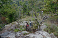 Fresno básico de los Apalaches centrales - Bosque de nogal americano - CEGL003683 Fresno básico de los Apalaches centrales - Bosque de nogal americano - CEGL003683