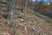 Fresno básico de los Apalaches centrales - Bosque de nogal americano - CEGL003683 Fresno básico de los Apalaches centrales - Bosque de nogal americano - CEGL003683