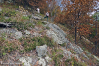 Fresno básico de los Apalaches centrales - Bosque de nogal americano - CEGL003683 Fresno básico de los Apalaches centrales - Bosque de nogal americano - CEGL003683