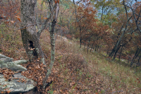 Fresno básico de los Apalaches centrales - Bosque de nogal americano - CEGL003683 Fresno básico de los Apalaches centrales - Bosque de nogal americano - CEGL003683