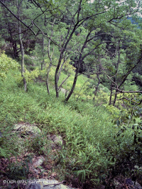 Fresno básico de los Apalaches centrales - Bosque de nogal americano - CEGL003683 Fresno básico de los Apalaches centrales - Bosque de nogal americano - CEGL003683