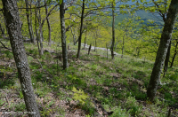 Fresno básico de los Apalaches centrales - Bosque de nogal americano - CEGL003683 Fresno básico de los Apalaches centrales - Bosque de nogal americano - CEGL003683