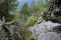 Fresno básico de los Apalaches centrales - Bosque de nogal americano - CEGL003683 Fresno básico de los Apalaches centrales - Bosque de nogal americano - CEGL003683