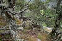 Fresno básico de los Apalaches centrales - Bosque de nogal americano - CEGL003683 Fresno básico de los Apalaches centrales - Bosque de nogal americano - CEGL003683