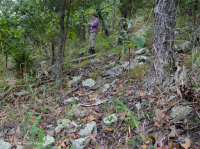 Fresno básico de los Apalaches centrales - Bosque de nogal americano - CEGL003683 Fresno básico de los Apalaches centrales - Bosque de nogal americano - CEGL003683