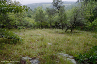 Fresno básico de los Apalaches centrales - Bosque de nogal americano - CEGL003683 Fresno básico de los Apalaches centrales - Bosque de nogal americano - CEGL003683