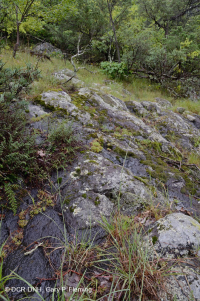 Fresno básico de los Apalaches centrales - Bosque de nogal americano - CEGL003683 Fresno básico de los Apalaches centrales - Bosque de nogal americano - CEGL003683