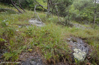 Fresno básico de los Apalaches centrales - Bosque de nogal americano - CEGL003683 Fresno básico de los Apalaches centrales - Bosque de nogal americano - CEGL003683