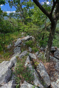 Fresno básico de los Apalaches centrales - Bosque de nogal americano - CEGL003683 Fresno básico de los Apalaches centrales - Bosque de nogal americano - CEGL003683