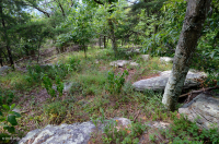 Fresno básico de los Apalaches centrales - Bosque de nogal americano - CEGL003683 Fresno básico de los Apalaches centrales - Bosque de nogal americano - CEGL003683