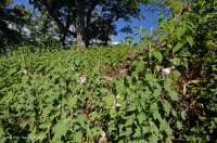 Fresno básico de los Apalaches centrales - Bosque de nogal americano - CEGL003683 Fresno básico de los Apalaches centrales - Bosque de nogal americano - CEGL003683