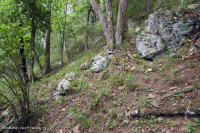 Bosque de esquisto calcáreo de Blue Ridge del sur - CEGL007720 Bosque de esquisto calcáreo de Blue Ridge del sur - CEGL007720