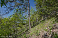 Esquisto de los Apalaches centrales estériles (tipo sur) - CEGL006562 Esquisto de los Apalaches centrales estériles (tipo sur) - CEGL006562