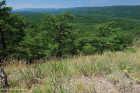 Esquisto central de los Apalaches estériles (esquisto Ridge calvo / tipo pradera) - CEGL008530 Esquisto central de los Apalaches estériles (esquisto Ridge calvo / tipo pradera) - CEGL008530